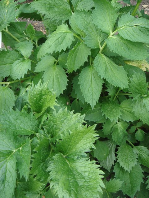 Valeriana officinalis feuille